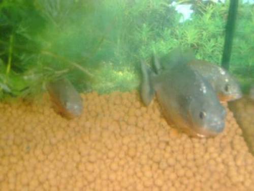 roter piranha