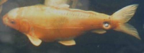 kawari matsuba koi