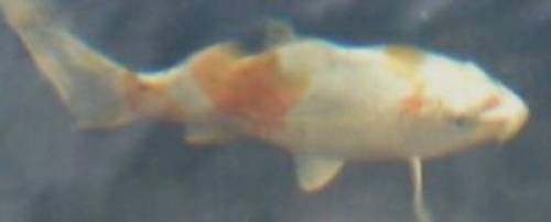 orenji hariwake koi