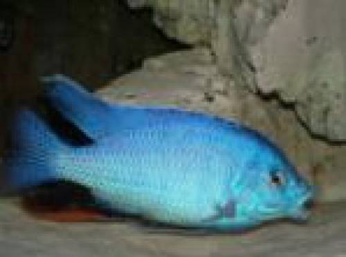 protomelas taeniolatus fire blue