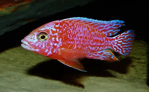 aulonocara firefish coral red