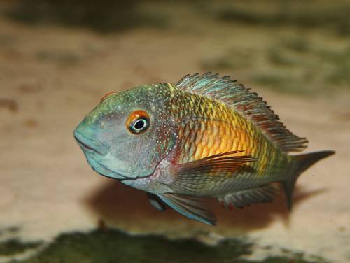 tropheus mpulungu kasakalawe