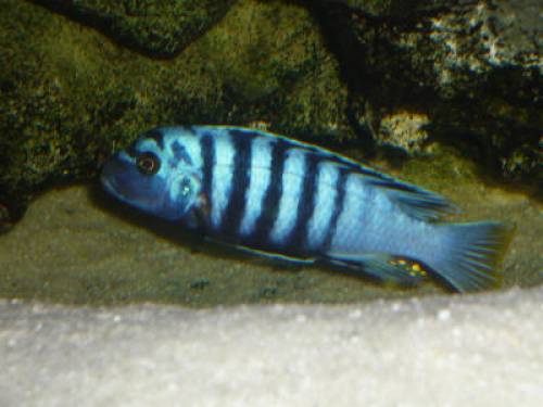 blaue malawi barsche cynotilapioa afra yellow dorsal