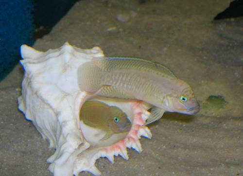 telmatochromis temporalis shell