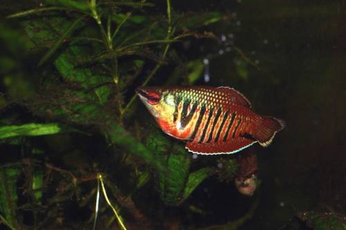 roter schokoladengurami sphaerichthys vaillanti 