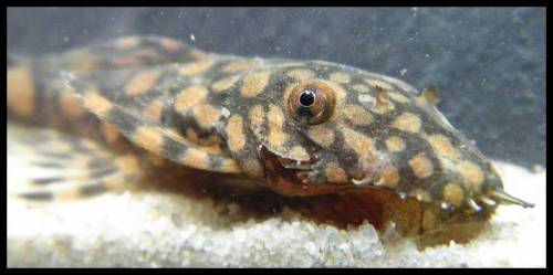 rotpunktancistrus ancistrus sp rio paraguay 