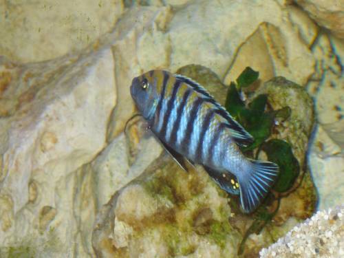 pseudotropheus callainos elongatus neon spot